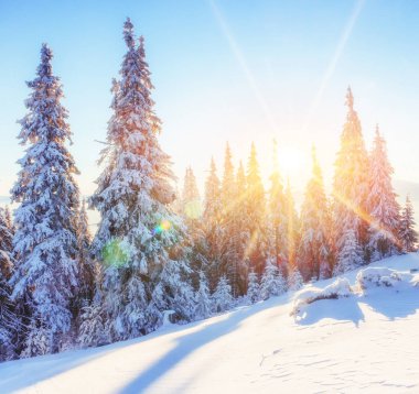 Gizemli kış kış günbatımı manzara görkemli dağlarda. Sihirli kış kar kaplı ağaç. Fotoğraf tebrik kartı. Karpat. Ukrayna Europe
