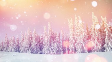 kış manzara hoarfrost ağaçlarda, arka plan bazı yumuşak parlak nokta ve kar ile pul. Karpatlar, Ukrayna, Europe