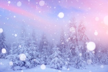 sihirli kış manzara, arka plan bazı yumuşak parlak nokta ve kar ile pul. Dramatik kış sahne. Karpat, Ukrayna, Europe.