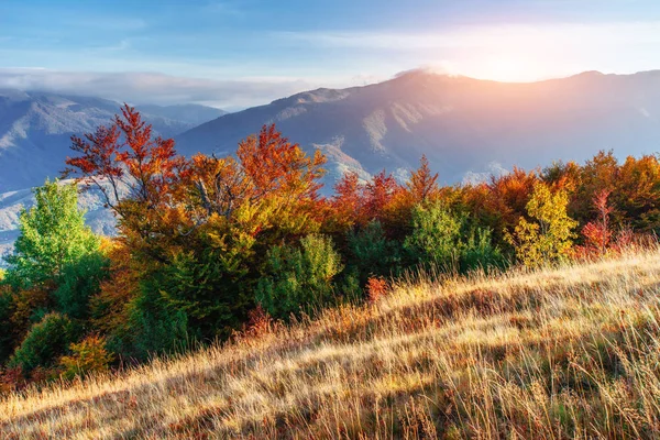 Berk Bos Zonnige Middag Terwijl Herfst Seizoen — Stockfoto