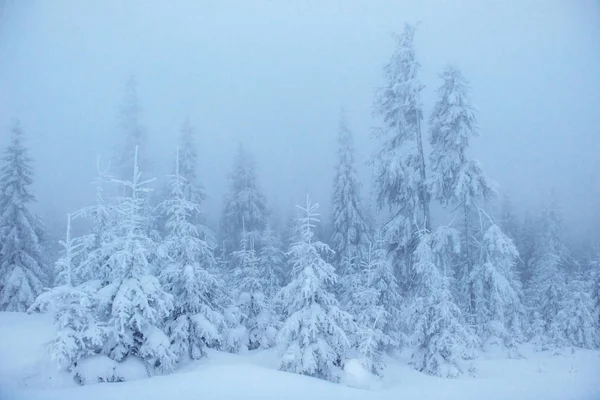 Dichter Nebel Den Bergen Magischen Winter Schneebedeckten Baum Vorfreude Auf — Stockfoto