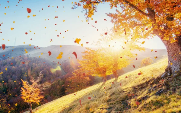 Březový Les Slunečném Odpoledni Během Podzimní Sezóny Podzimní Krajina Ukrajina — Stock fotografie