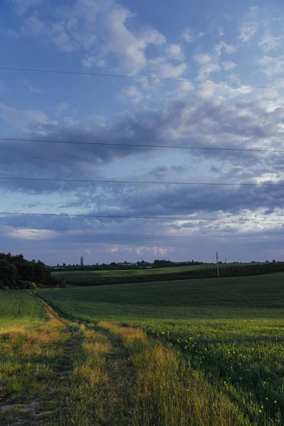 Fantastischer Sonnenuntergang Über Dem Weizenfeld — Stockfoto