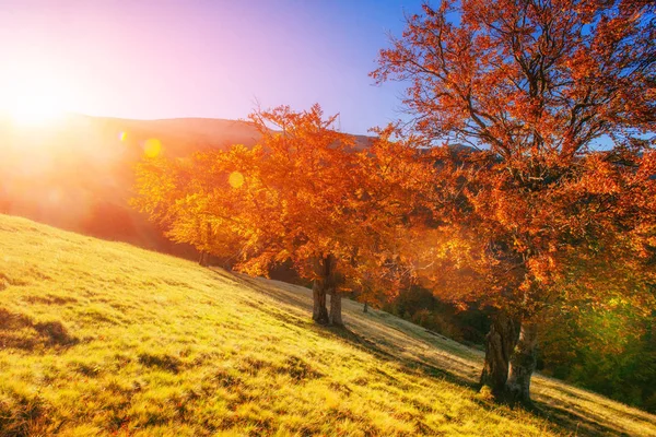 Berk Bos Zonnige Middag Terwijl Herfst Seizoen — Stockfoto