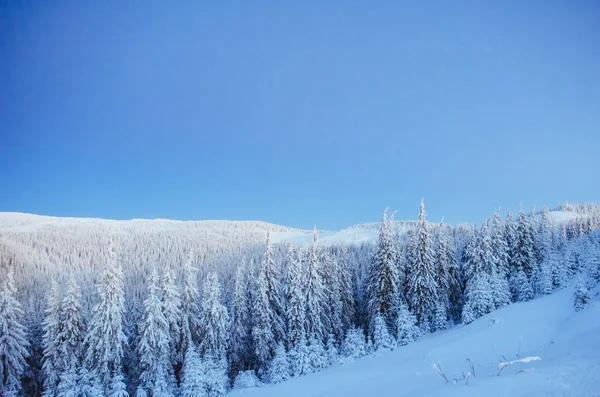 Mysterieuze Winter Landschap Majestueuze Bergen Winter Magische Winter Sneeuw Bedekte — Stockfoto