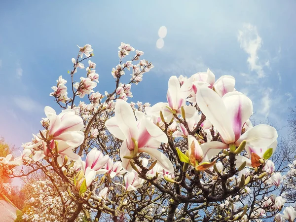 Beautiful Pink Spring Flowers Magnolia Tree Branch — Stock Photo, Image