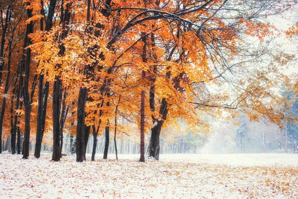 月最初の冬の雪と山のブナの森 日光は冬の初期の頃の木の紅葉を突破します — ストック写真