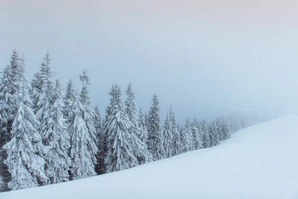 Yoğun Sis Dağlarda Sihirli Kış Kar Kaplı Ağaç Tatil Beklentisiyle — Stok fotoğraf