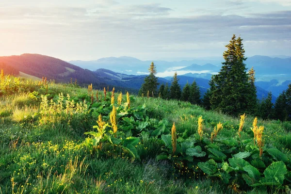 Dennenbos Schoonheid Wereld Karpaten Oekraïne Europa — Stockfoto