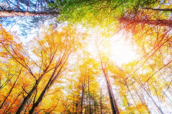 Outubro Floresta Faia Montanha Luz Solar Rompe Folhas Outono Das — Fotografia de Stock