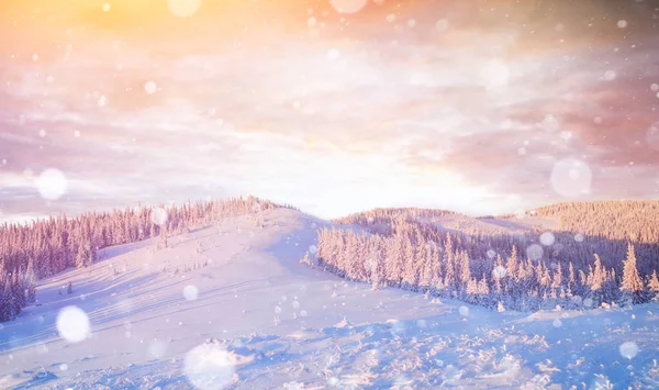 Winter Landschap Bomen Hek Rijm Vlokken Achtergrond Met Sommige Zachte — Stockfoto