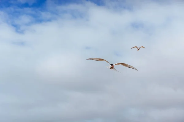 Patrón Ártico Sobre Fondo Blanco Nubes Azules Islandia —  Fotos de Stock