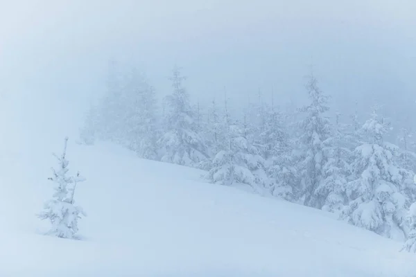 Dichte Mist Bergen Magische Winter Sneeuw Bedekte Boom Afwachting Van — Stockfoto