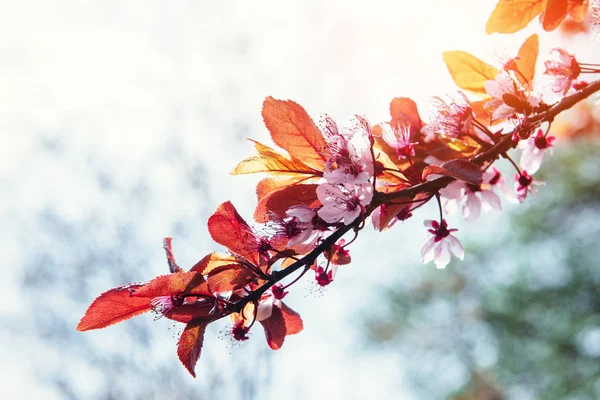 Pink Almonds Cherry Flower Close Spring Time Flowers Background — Stock Photo, Image