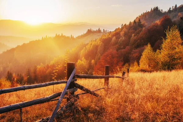 Birkenwald Sonnigem Nachmittag Während Der Herbstzeit Herbstlandschaft Ukrainisch Europa — Stockfoto