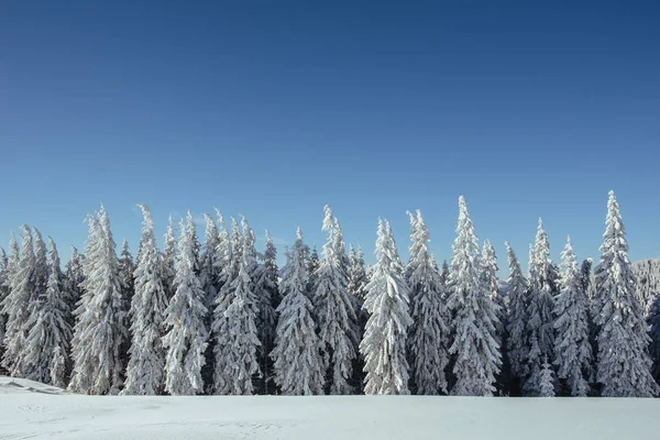 Misterioso Paesaggio Invernale Maestose Montagne Inverno Magico Albero Coperto Neve — Foto Stock