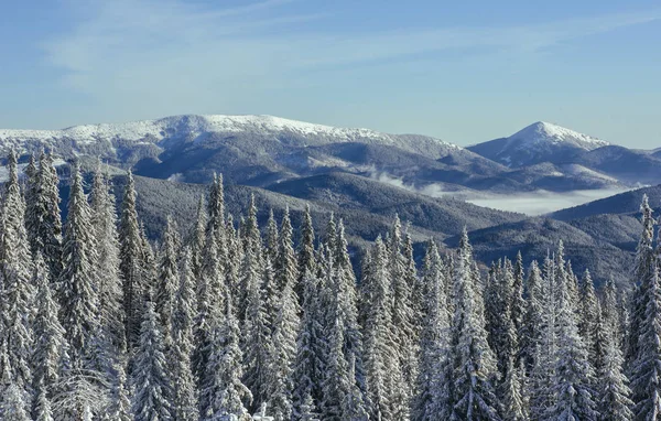 Mysterieuze Winter Landschap Majestueuze Bergen Winter Magische Winter Sneeuw Bedekte — Stockfoto