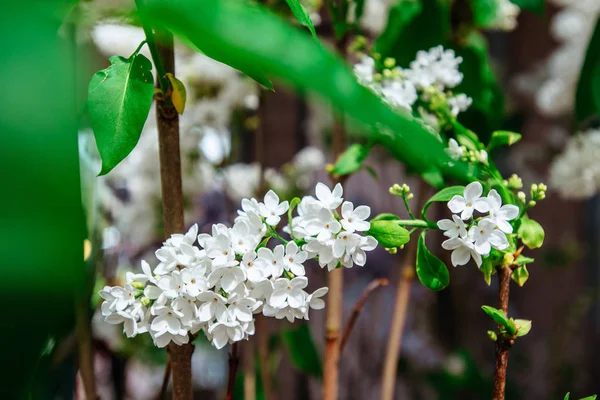Beautiful White Lilac Flower Sunny Vesnin Good Day — Stock Photo, Image