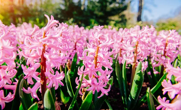 美しい色とりどりのヒヤシンスのグループ オランダ キューケンホフ花公園 — ストック写真