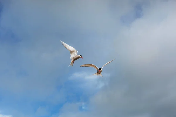 Patrón Ártico Sobre Fondo Blanco Nubes Azules Islandia —  Fotos de Stock