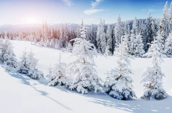 冬の神秘的な冬景色雄大な山々 魔法の雪覆われたツリー 休日を見越して 冬の劇的なシーン カルパティア ウクライナ 明けましておめでとう — ストック写真