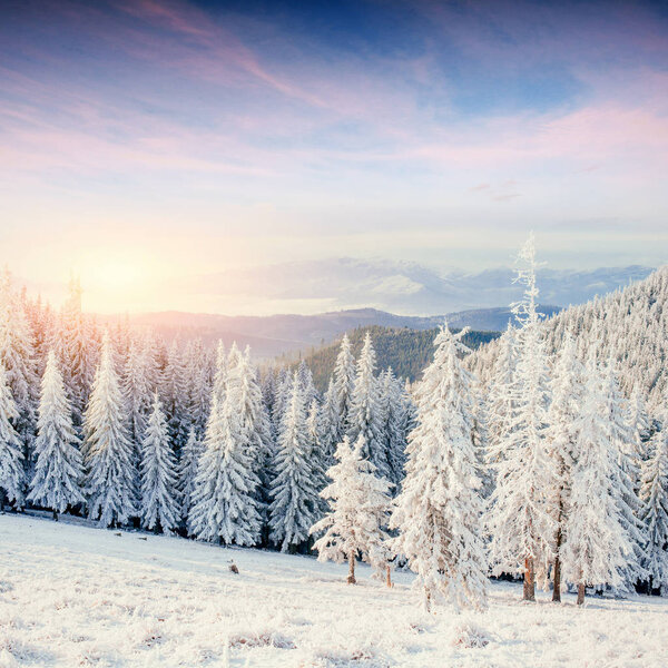 Mysterious winter landscape majestic mountains in winter. Magical winter snow covered tree. Europe