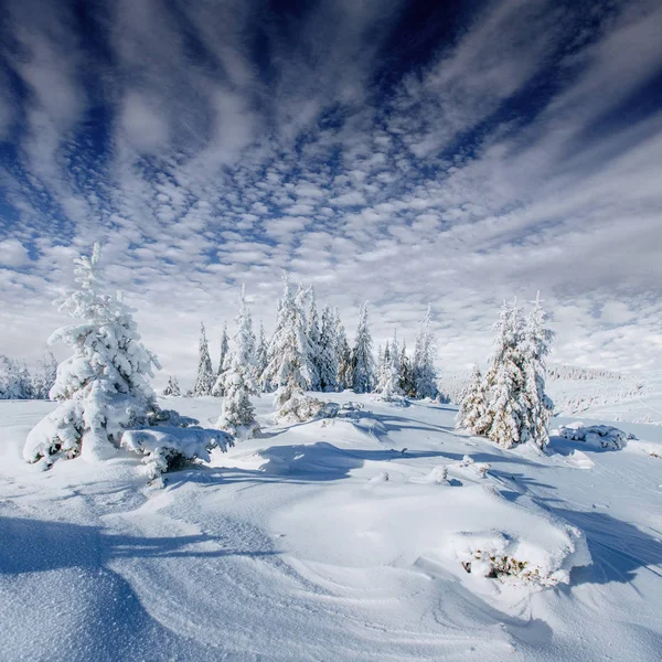 冬の神秘的な冬景色雄大な山々 魔法の冬の雪には ツリーが覆われています カルパティア山脈 ウクライナ ヨーロッパ — ストック写真