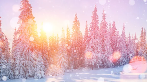 魔法の冬の風景の背景にいくつかのソフトのハイライト 雪フレークします 冬の劇的なシーン カルパティア ウクライナ ヨーロッパ — ストック写真