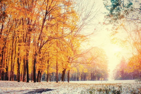 Oktober Mountain Bokskog Med Första Vinter Snö Solljus Bryter Igenom — Stockfoto