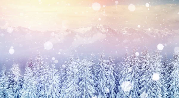 겨울에 신비한 장엄한 산맥입니다 마법의 덮인된 나무입니다 인사말 카드입니다 Bokeh — 스톡 사진