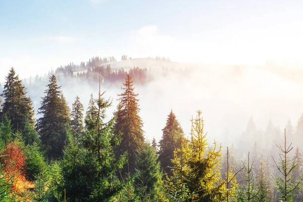 Zonlicht Het Groene Woud Vroeg Ochtend Fantastische Mist Bergen Oktober — Stockfoto
