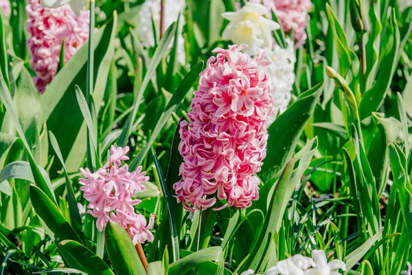小组美丽的多彩多姿的风信子 荷兰库肯霍夫花卉公园 — 图库照片