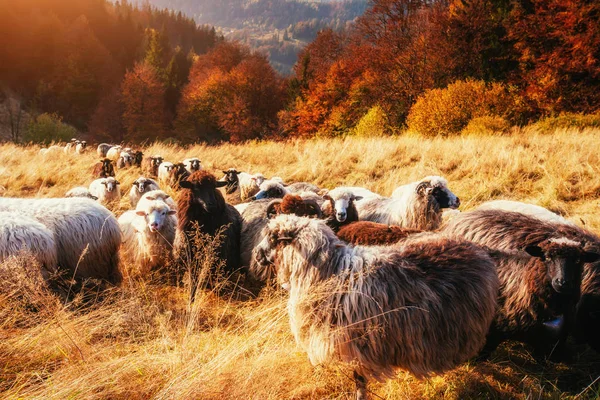 Hejno Ovcí Krásné Horské Louce — Stock fotografie