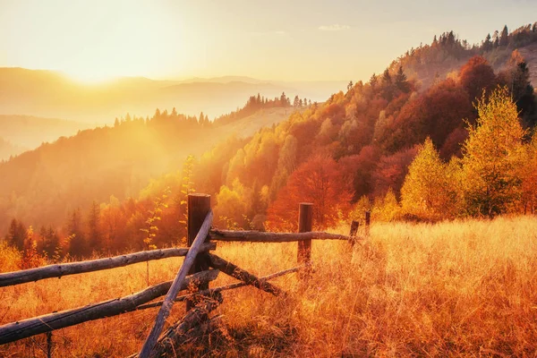 Birkenwald Sonnigem Nachmittag Während Der Herbstzeit Herbstlandschaft Ukrainisch Europa — Stockfoto