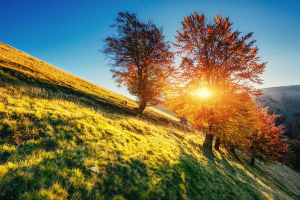 Birkenwald Sonnigem Nachmittag Während Der Herbstzeit Herbstlandschaft Ukrainisch Europa — Stockfoto