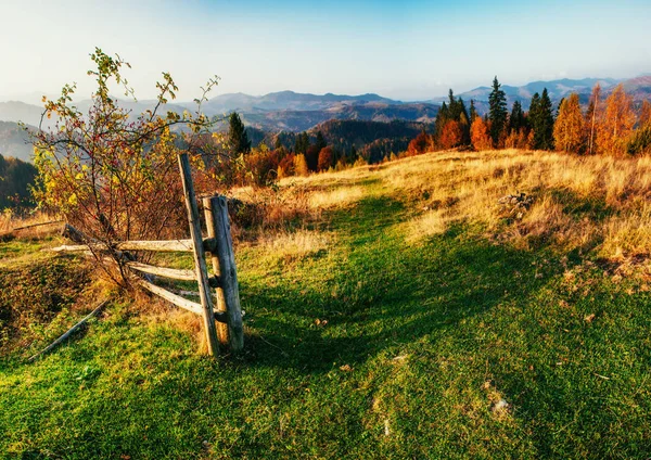 Hutan Pohon Pinus Dunia Kecantikan Carpathians Ukraine Europe — Stok Foto