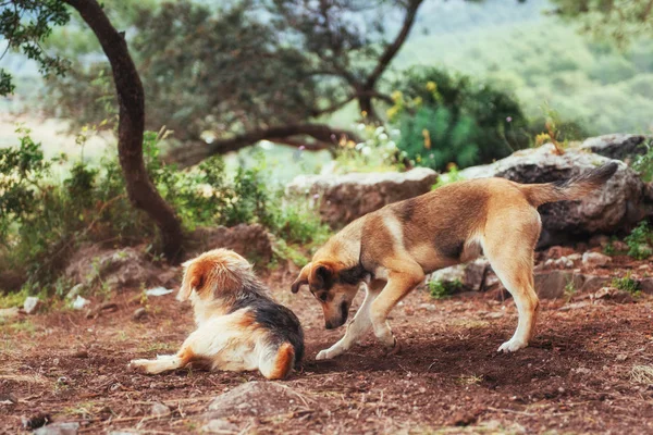 Two Dogs Fighting Each Other Carpathians Ukraine Europe — Stock Photo, Image