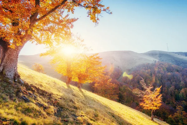 Birkenwald Sonnigem Nachmittag Während Der Herbstzeit Herbstlandschaft Ukrainisch Europa — Stockfoto