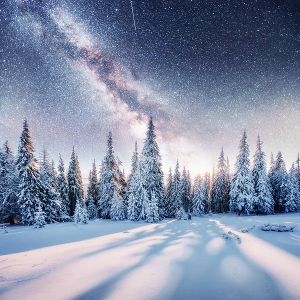 Dairy Star Trek Winter Woods Dramatic Picturesque Scene Anticipation Holiday — Stock Photo, Image
