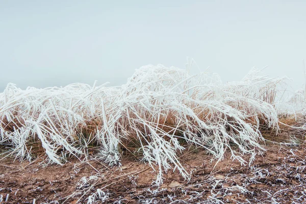 Closeup shot of frozen grass in the winter morning in the mountains. First snow. Winter landscape.
