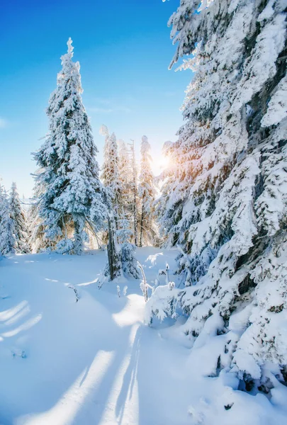 Fantastische Winterlandschaft Magischer Sonnenuntergang Den Bergen Einem Frostigen Tag Vorabend — Stockfoto