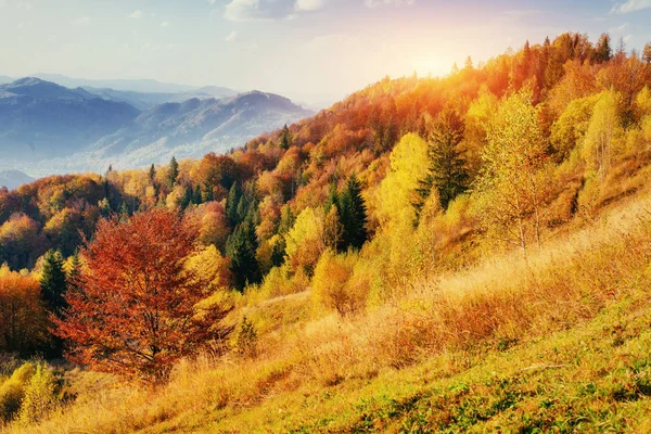 Berken Bos Zonnige Middag Tijdens Het Herfst Seizoen Herfst Landschap — Stockfoto