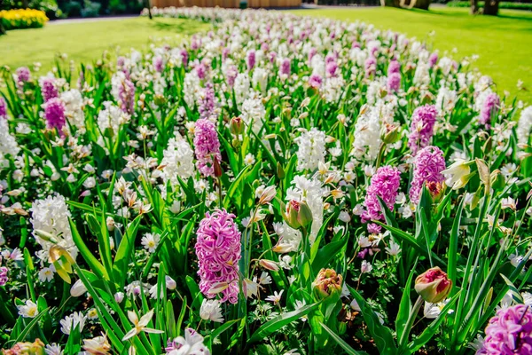 Grupo Belos Jacintos Multicoloridos Holland Keukenhof Flower Park — Fotografia de Stock
