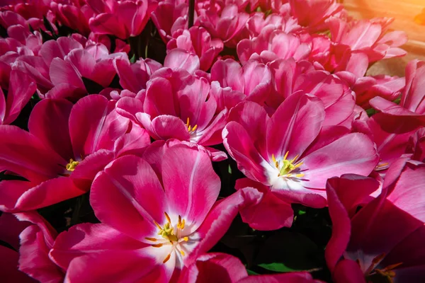 Bloem Veld Met Kleurrijke Tulpen Tulipa Domino Keukenhof Bloemenpark — Stockfoto