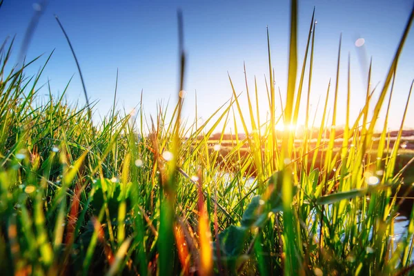 Зеленая Трава Мбаппе Смотрит Красоту Мира — стоковое фото