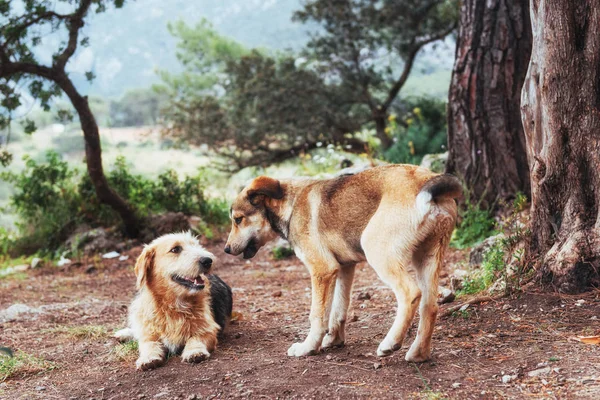 Twee Honden Vechten Met Elkaar Karpaten Oekraïne Europa — Stockfoto