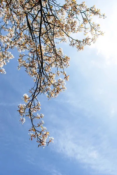 Beautiful Pink Spring Flowers Magnolia Tree Branch — Stock Photo, Image