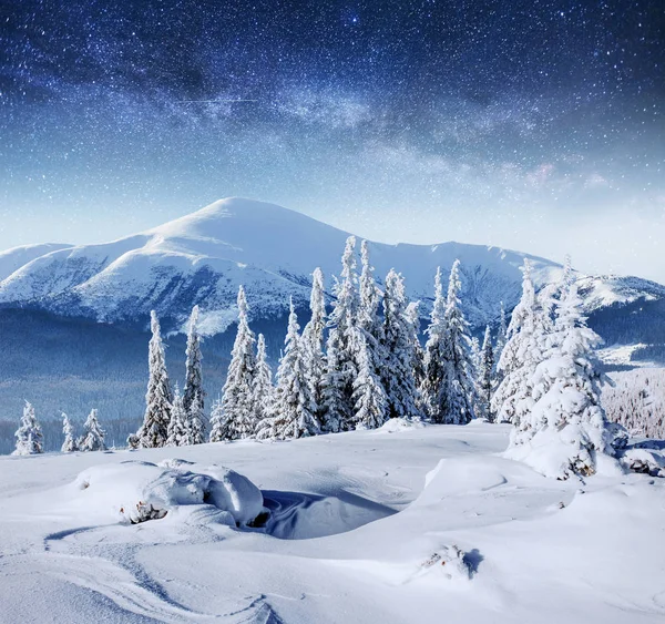 Dairy Star Trek Winter Woods Dramatic Picturesque Scene Carpathian Ukraine — Stock Photo, Image