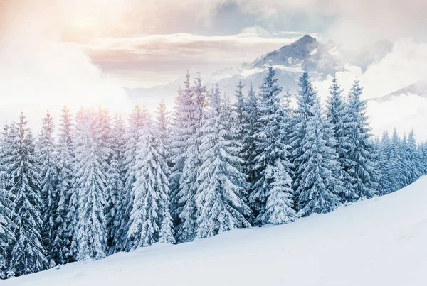 Paisagem Inverno Misteriosa Montanhas Majestosas Inverno Neve Mágica Árvore Coberta — Fotografia de Stock