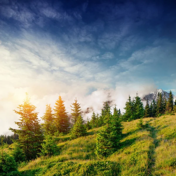 Mooie Zomerse Berglandschap Blauwe Kleur Van Bergen Tijdens Zonsondergang Dramatische — Stockfoto